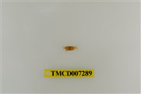 藏品(粗掌開口蟹)的圖片